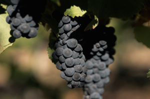 Viña Concha y Toro crea Viña Amelia y apuesta por especializarse en vinos premium